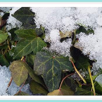 冬景色の画像 by 池ちゃんさん | アイビー（ヘデラ）と花散歩と冬景色と冬散歩と今日のお花♡